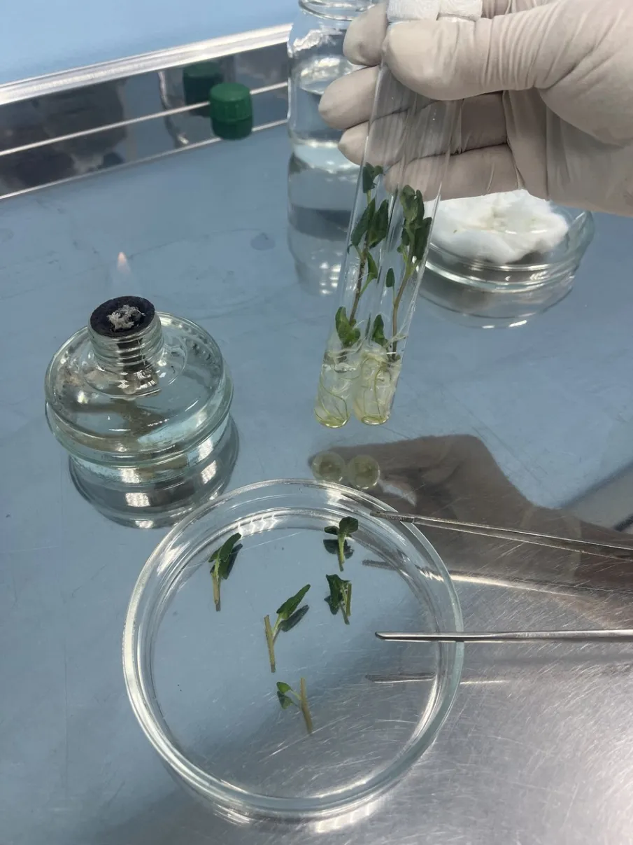 Высокие технологии на службе картофеля!